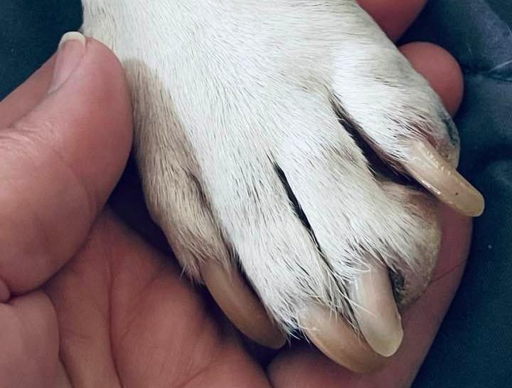 End of Life Pet Care